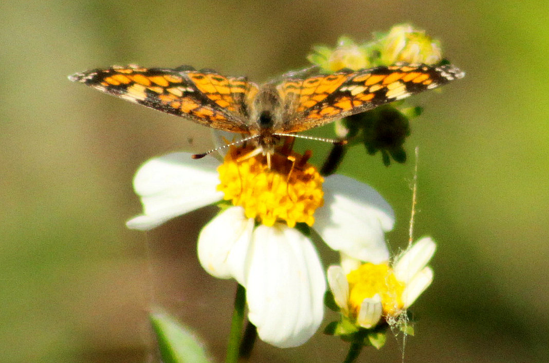 Phaon Crecsent Butterfly