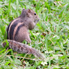 Sri Lanka Palm-Squirrel