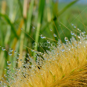 Dew Drops by  Priyanka D - Nature Up Close Natural Waterdrops