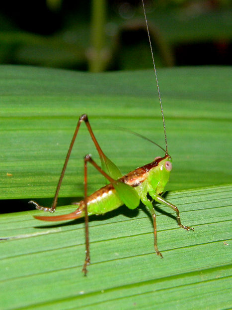 female katydid nymph