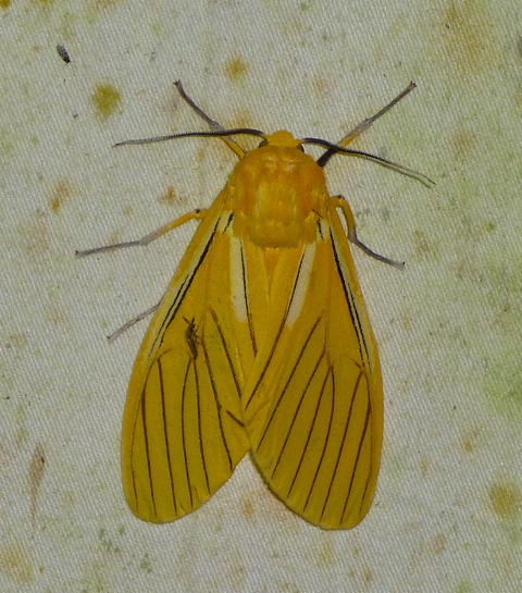 Tiger Moth (?Black-veined Yellow)