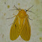 Tiger Moth (?Black-veined Yellow)