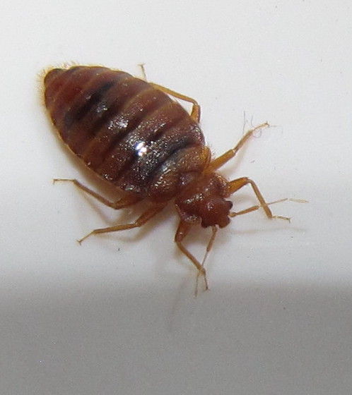 Common Bed Bug