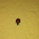Multi colored Asian ladybug