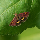 Mint moth