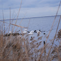 mute swan, eurasian coot,