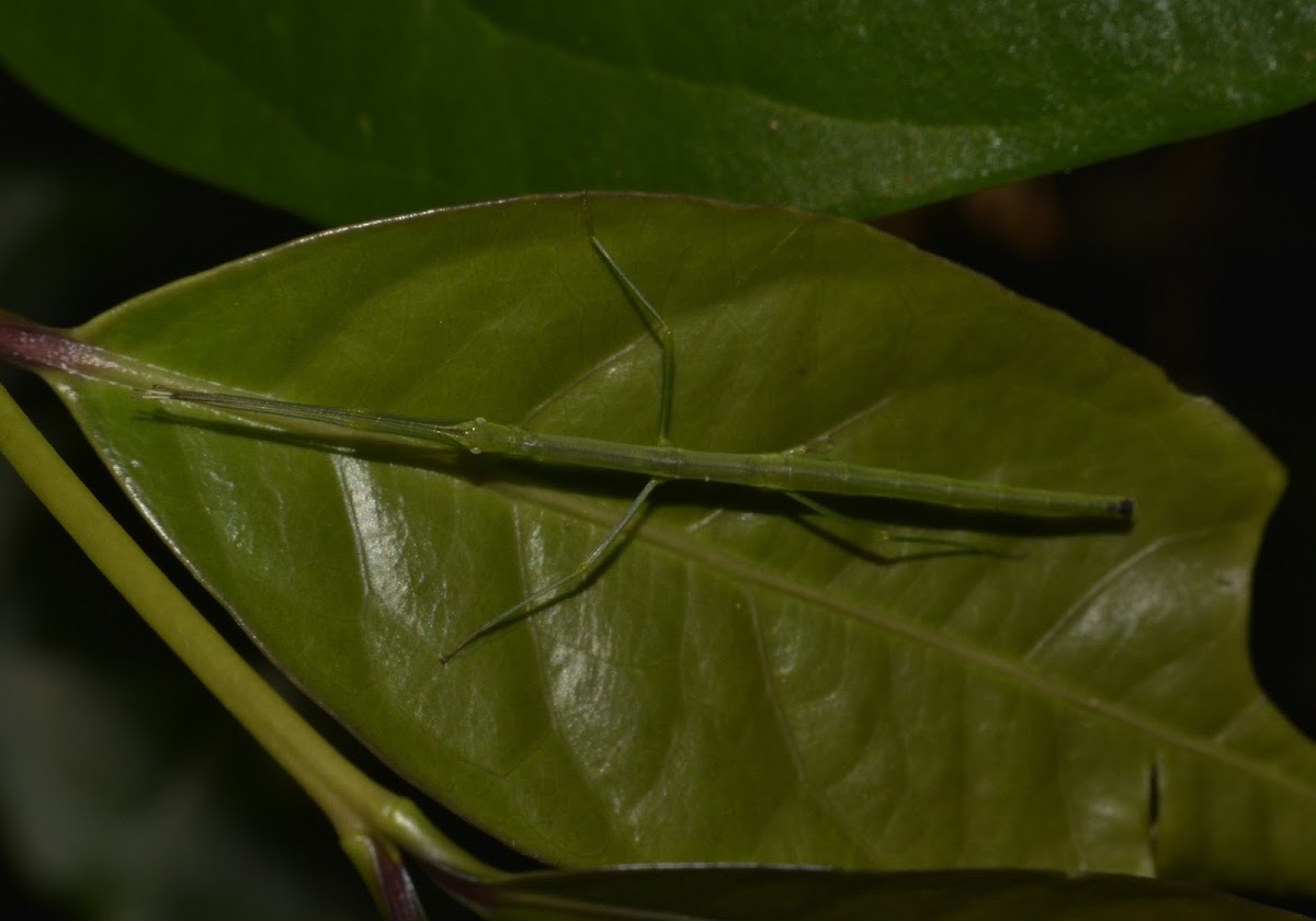 Stick Insect, Phasmid, Nymph