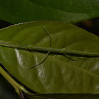 Stick Insect, Phasmid, Nymph