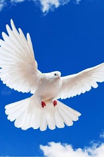 Birds Wallpaper Screenshots 4