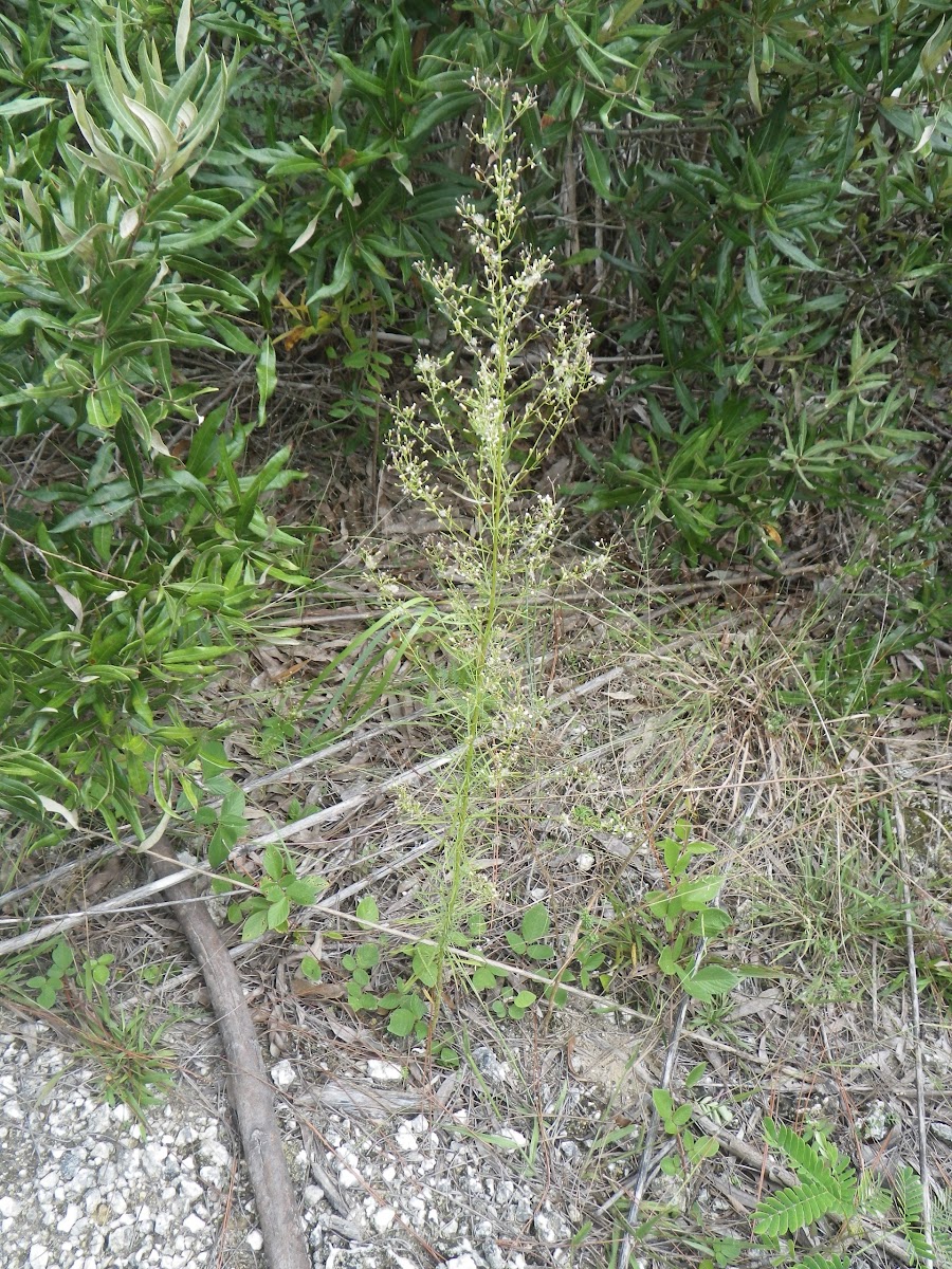 Dwarf Canadian Horseweed
