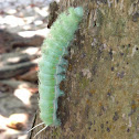 Saturniid Moth (caterpillar)