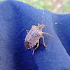 Brown Marmorated Stink Bug
