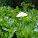 Unknown White Mushroom