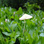 Unknown White Mushroom