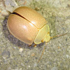 Paropsisterna crocata