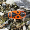 Milkweed Beetle