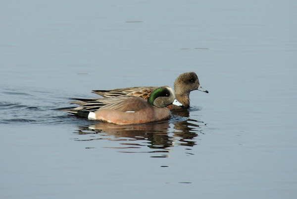 American Wigeon | Project Noah