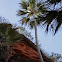 Victoria River Fan Palm or Bungle Bungle Range Fan Palm