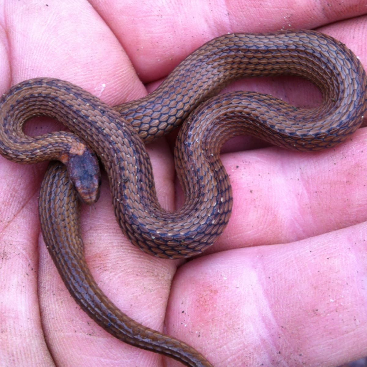Redbelly snake