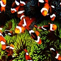 3D cute fishs logo