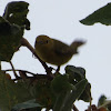 Wilson's Warbler - Female