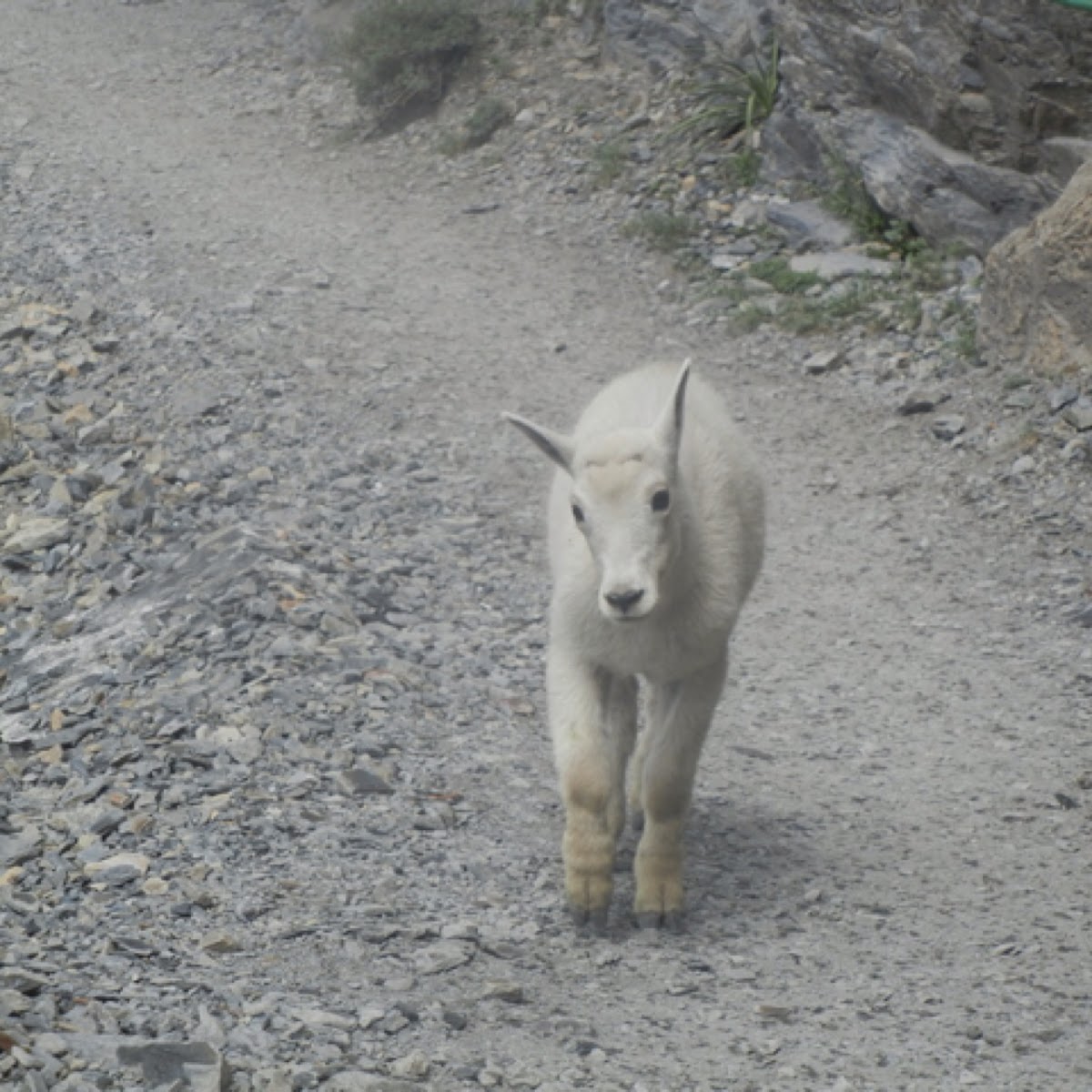 Mountain goat