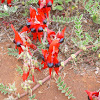 Sturt's Desert Pea