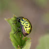 Mallow Leaf Beetle