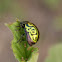 Mallow Leaf Beetle