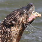 Sea Otter