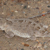 Greater Short-horned Lizard