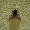 Flannel moth