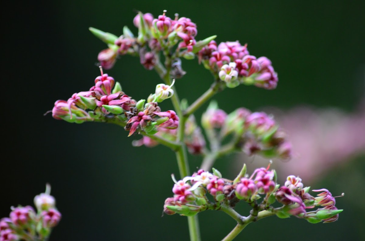 Flor de marañon (Cashew flowers)