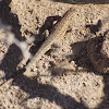 Western Side-blotched Lizard