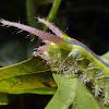 Limacodidae caterpillar