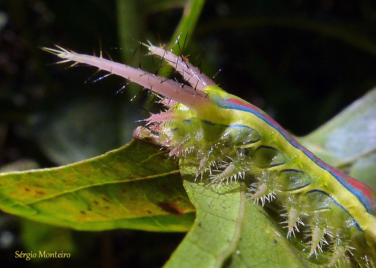 Limacodidae caterpillar