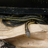 Common Garter Snake