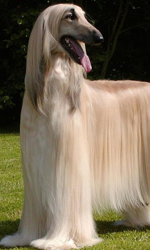 Afghan Hounds Wallpapers