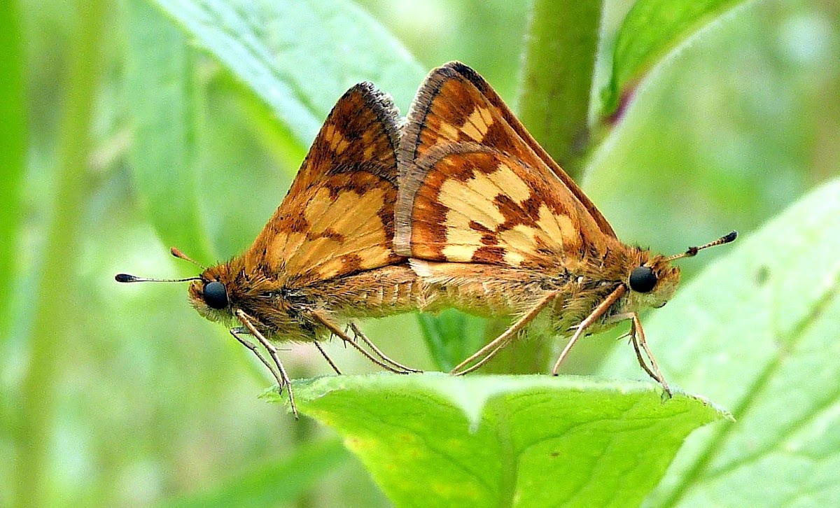Peck's Skippers mating