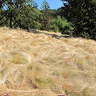 Golden Hair Grass