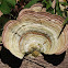 The Turkey Tail