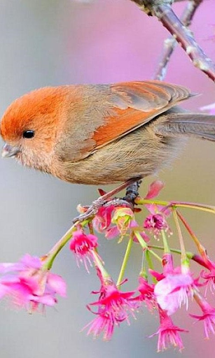 鳥は壁紙ライブ