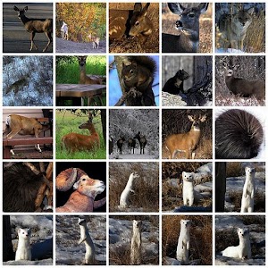 Animal Sounds Real..apk 1