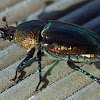 Christmas Beetle, aka Golden stag beetle