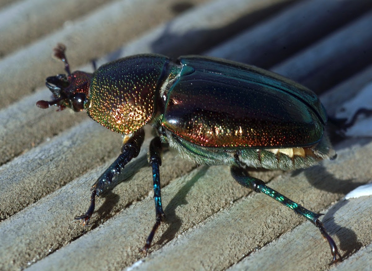 Christmas Beetle, aka Golden stag beetle
