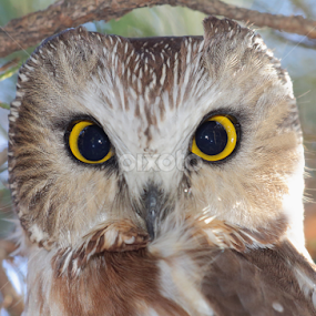 Northern Saw-whet Owl by Terry Sohl - Animals Birds