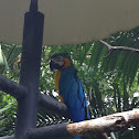 Blue-and-yellow Macaw