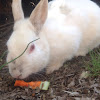 Domestic Rabbit