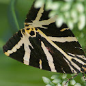 Ecaille chinée (fr) / Jersey Tiger (en)