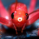 red katydid/bush cricket